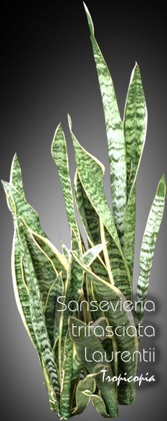 Sansevieria - Sansevieria trifasciata Laurentii - Langue de belle mère - Snake plant